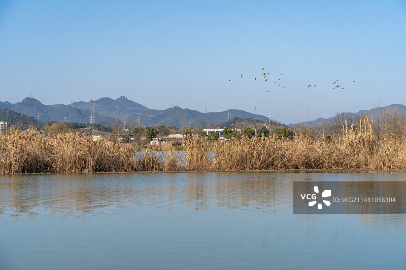 杭州富阳 阳陂湖 湿地公园 生态环境 美丽乡村图片素材