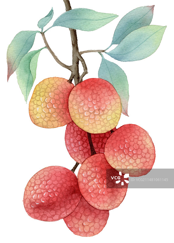 手绘水彩水果荔枝插画图片素材