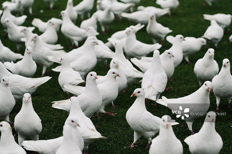 上海人民公园的鸽子图片素材