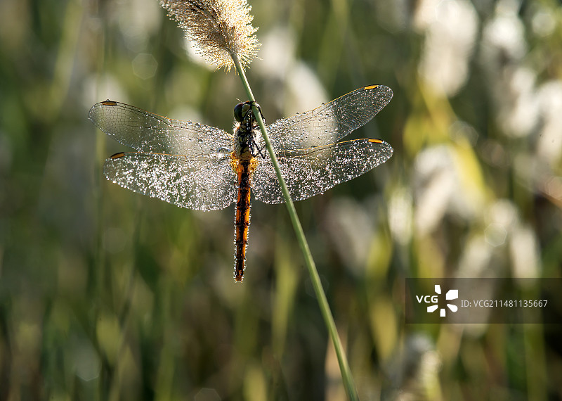 沾满露水的蜻蜓图片素材