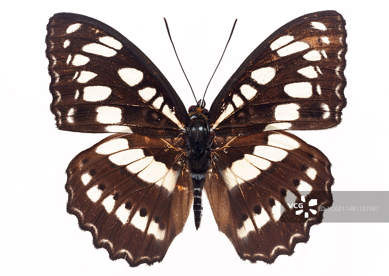 白底蝴蝶图图片素材