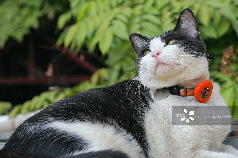 猫坐在户外的特写镜头图片素材