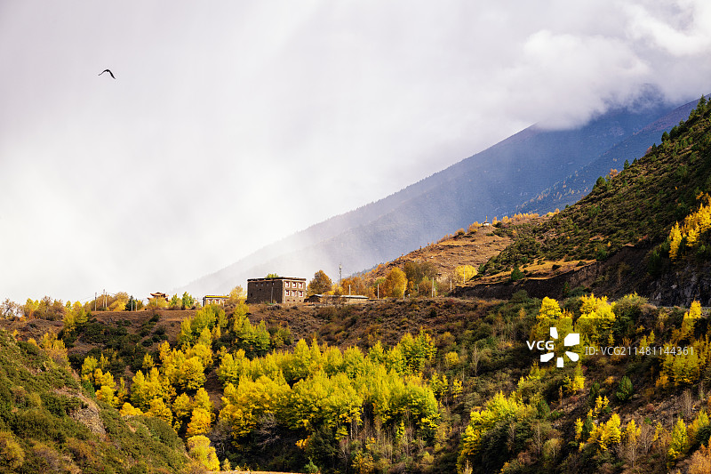新都桥彩林图片素材