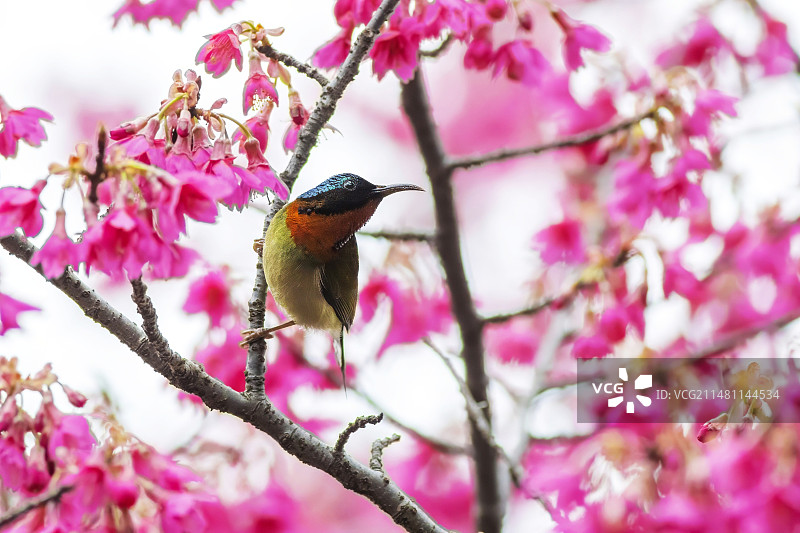 太阳鸟图片素材