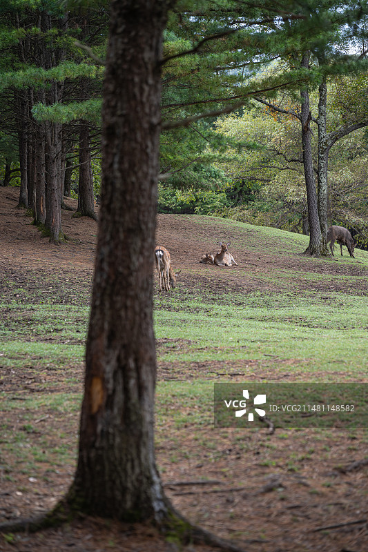 黑龙江伊春市金山鹿苑图片素材