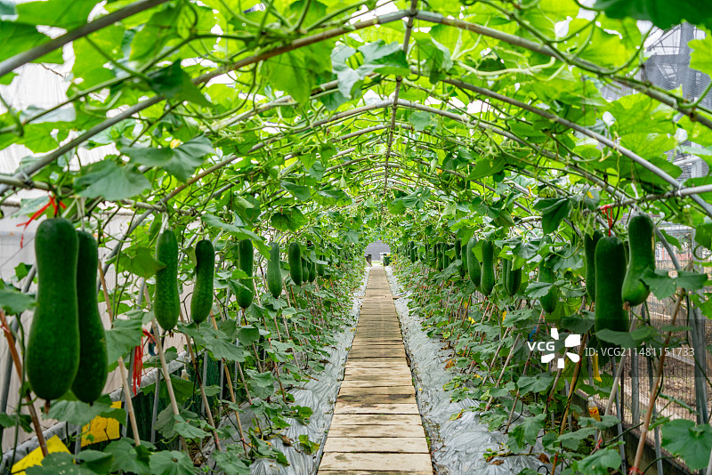 挂满冬瓜的植物长廊图片素材