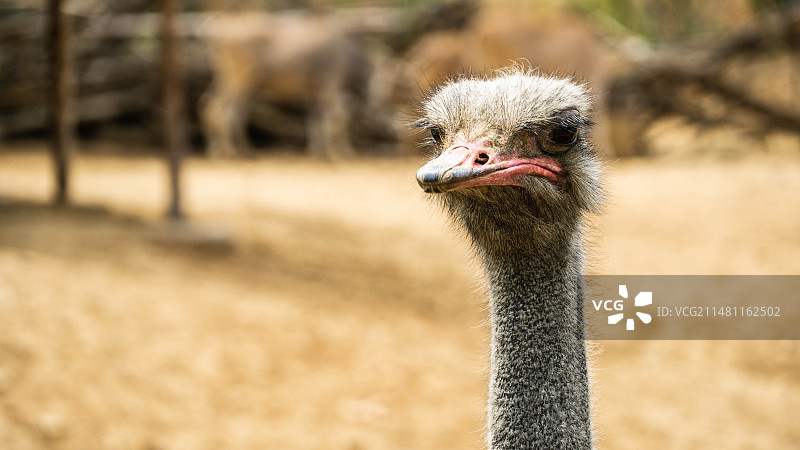 鸵鸟的特写镜头图片素材