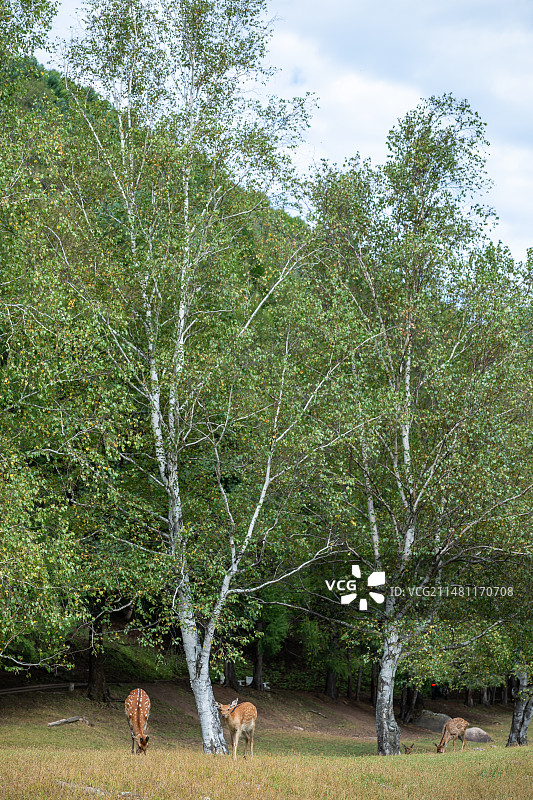 黑龙江伊春金山鹿苑图片素材