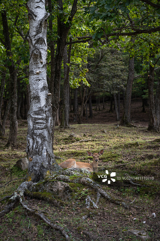 黑龙江伊春金山鹿苑图片素材