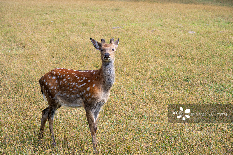 黑龙江伊春金山鹿苑图片素材