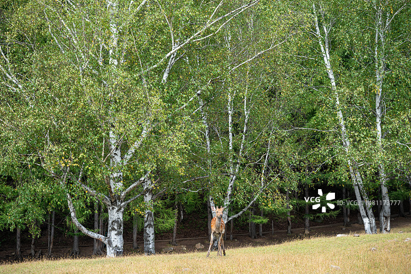 黑龙江伊春金山鹿苑图片素材