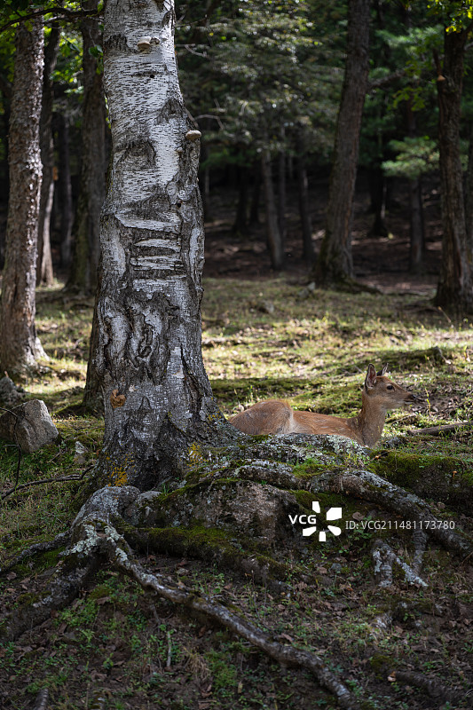 黑龙江伊春金山鹿苑图片素材
