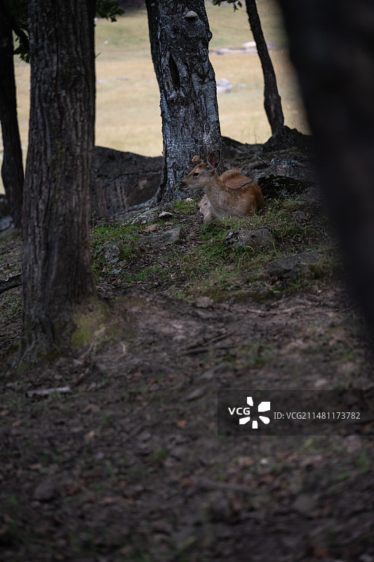 黑龙江伊春金山鹿苑图片素材