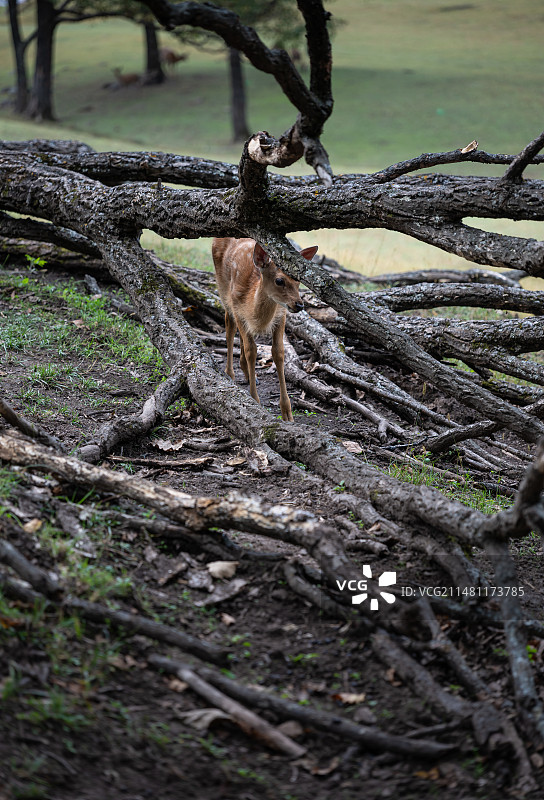 黑龙江伊春金山鹿苑图片素材