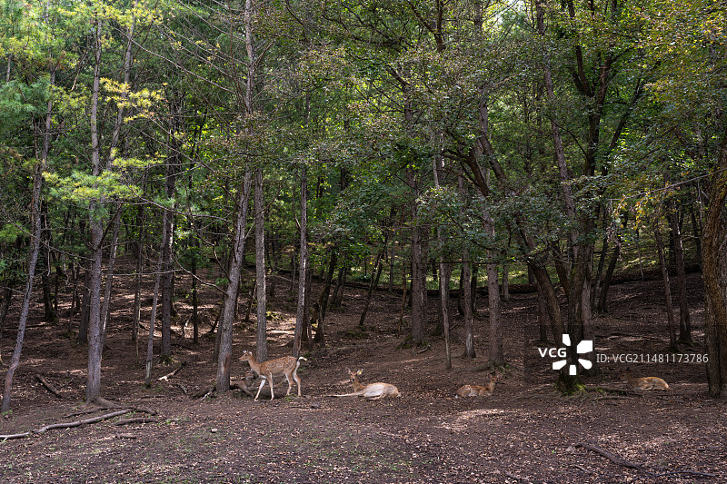黑龙江伊春金山鹿苑图片素材