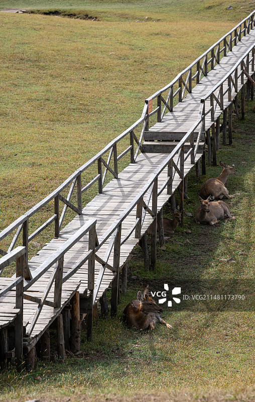 黑龙江伊春金山鹿苑图片素材