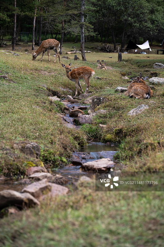 黑龙江伊春金山鹿苑图片素材