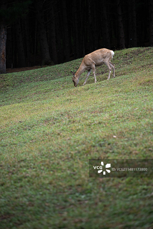 黑龙江伊春金山鹿苑图片素材