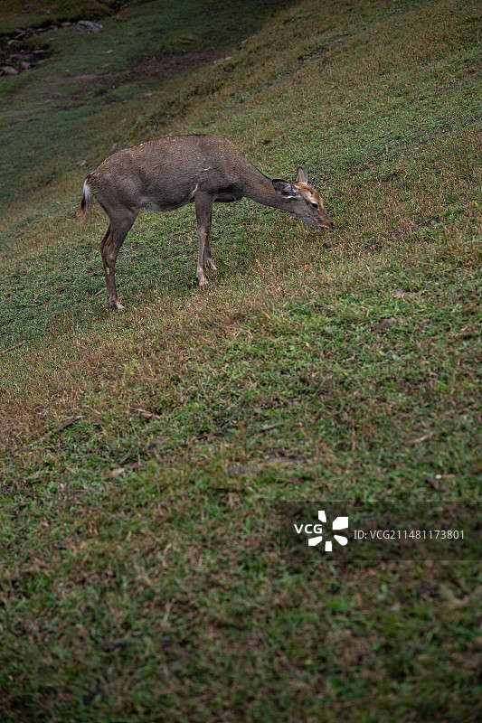 黑龙江伊春金山鹿苑图片素材