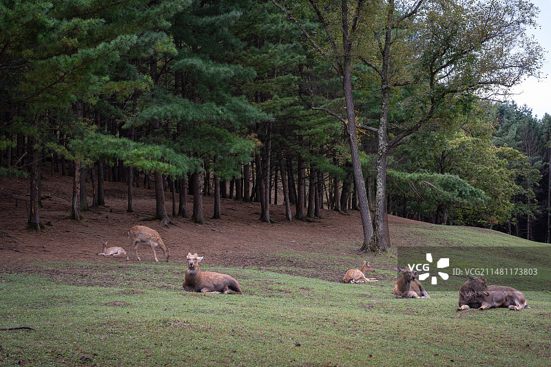 黑龙江伊春金山鹿苑图片素材