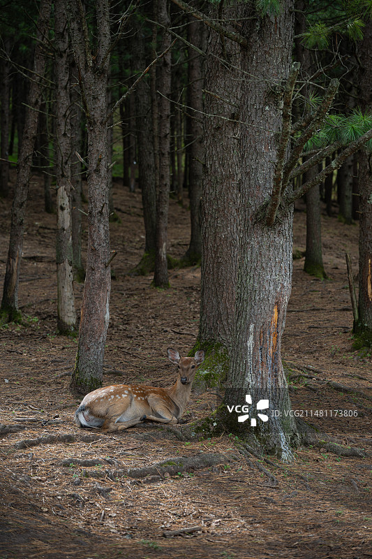 黑龙江伊春金山鹿苑图片素材