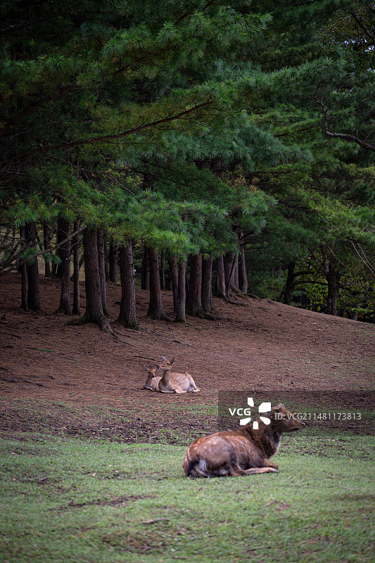 黑龙江伊春金山鹿苑图片素材