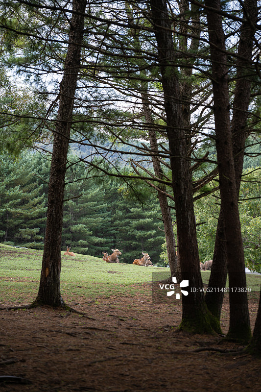 黑龙江伊春金山鹿苑图片素材
