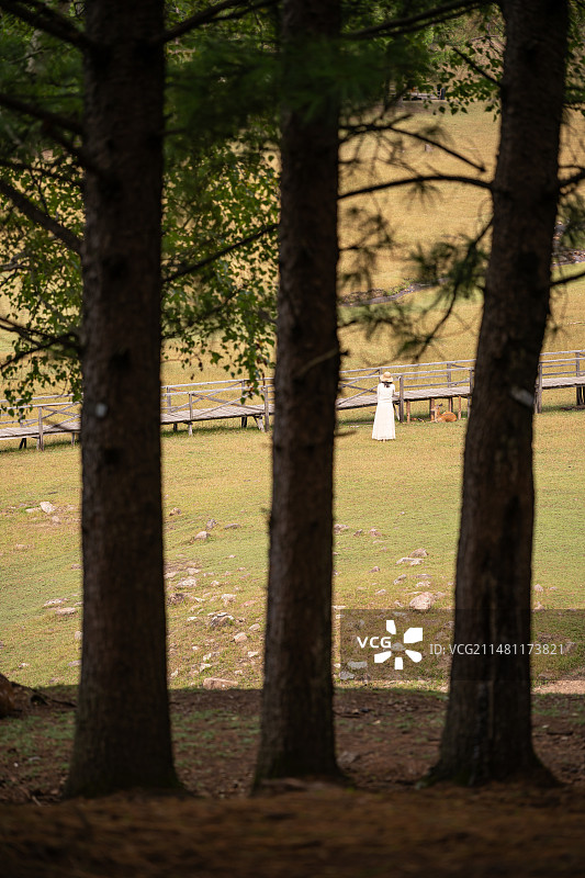 黑龙江伊春金山鹿苑图片素材