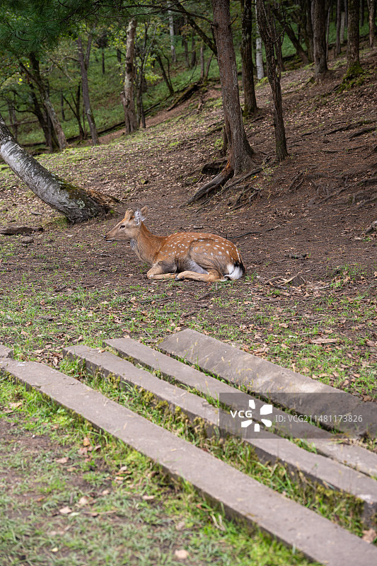 黑龙江伊春金山鹿苑图片素材