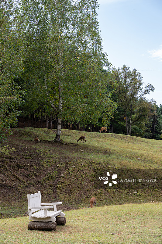 黑龙江伊春金山鹿苑图片素材