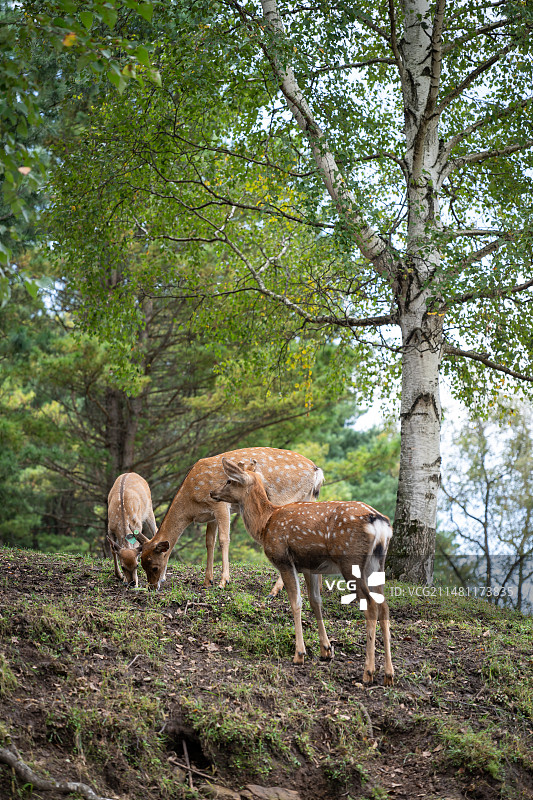 黑龙江伊春金山鹿苑图片素材