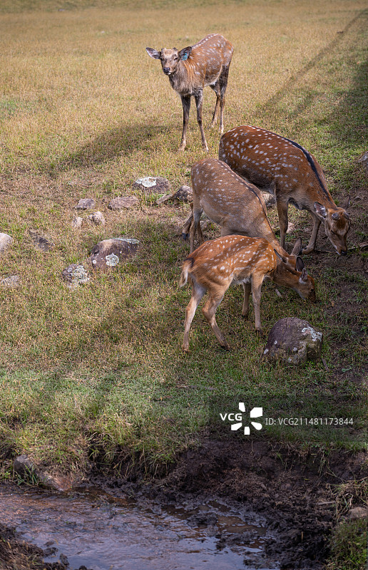 黑龙江伊春金山鹿苑图片素材