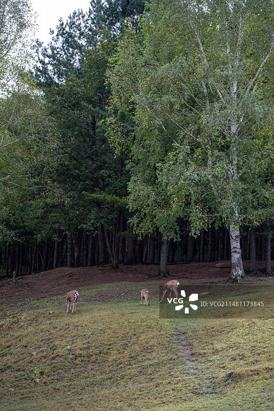 黑龙江伊春金山鹿苑图片素材