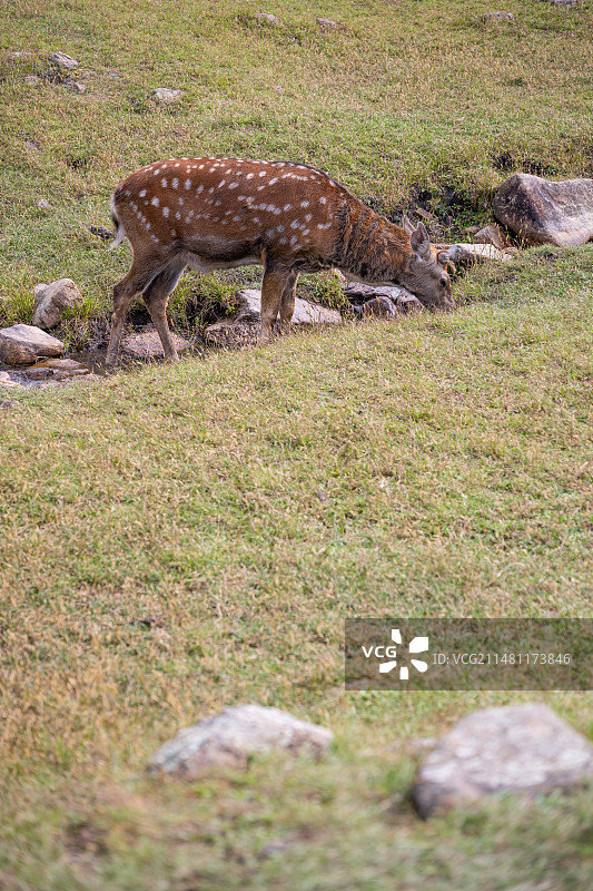 黑龙江伊春金山鹿苑图片素材