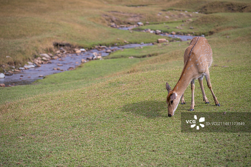 黑龙江伊春金山鹿苑图片素材