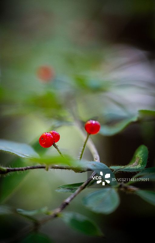 黑龙江伊春溪水国家森林公园内的野果图片素材