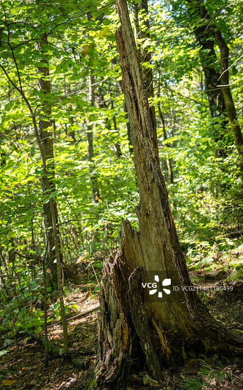 黑龙江伊春溪水国家森林公园内枯木、树干和苔藓图片素材