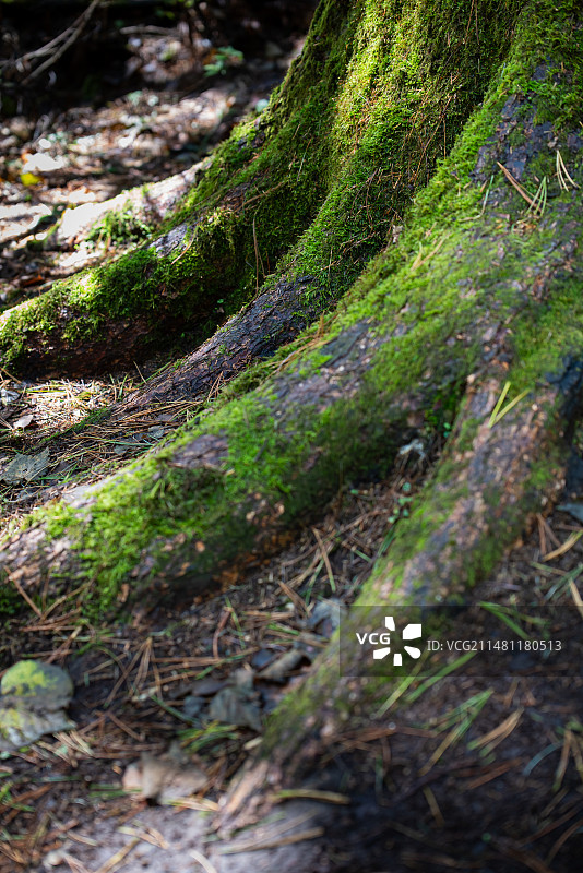 黑龙江伊春溪水国家森林公园内枯木、树干和苔藓图片素材