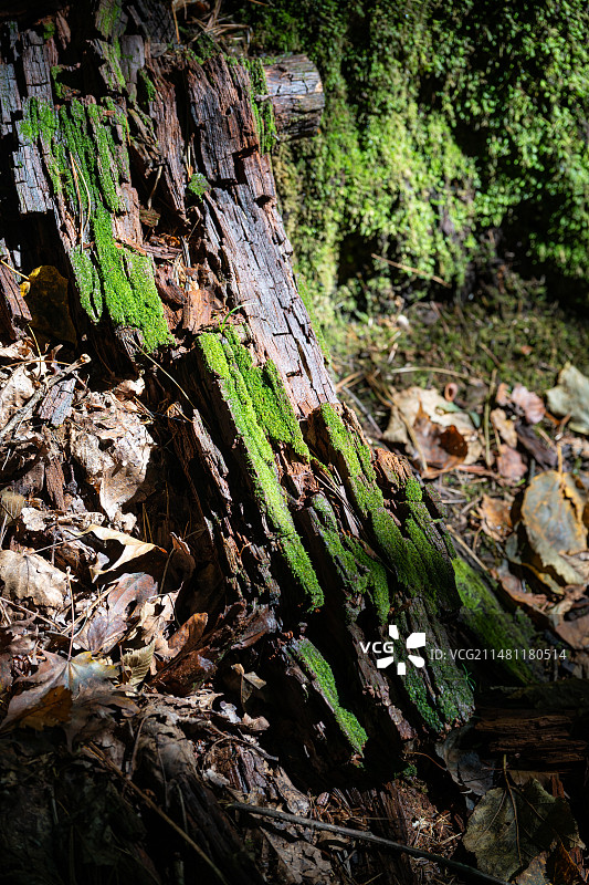 黑龙江伊春溪水国家森林公园内枯木、树干和苔藓图片素材