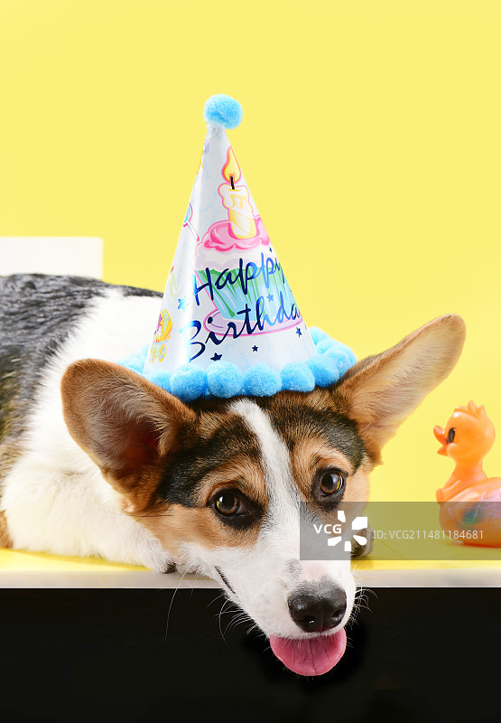 戴帽子的三色柯基图片素材