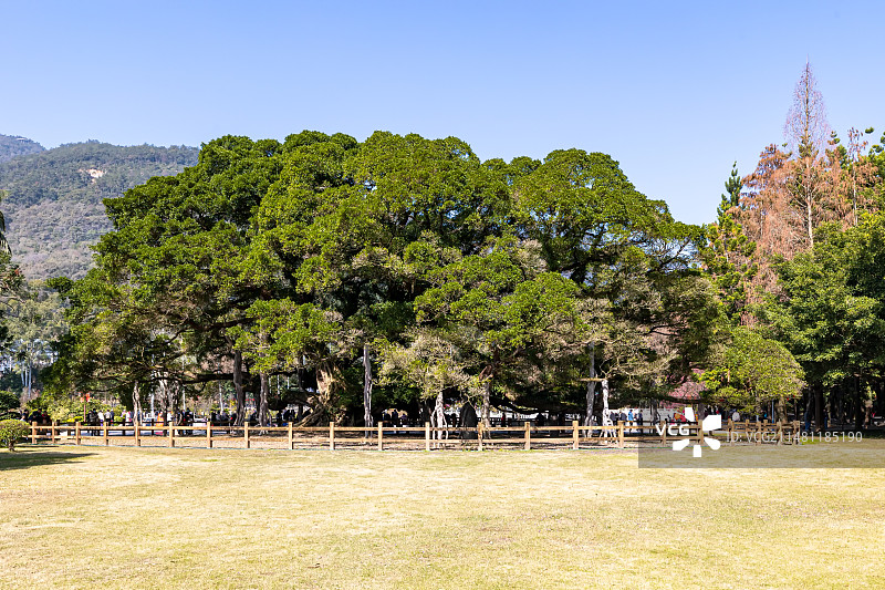 福州森林公园大榕树图片素材