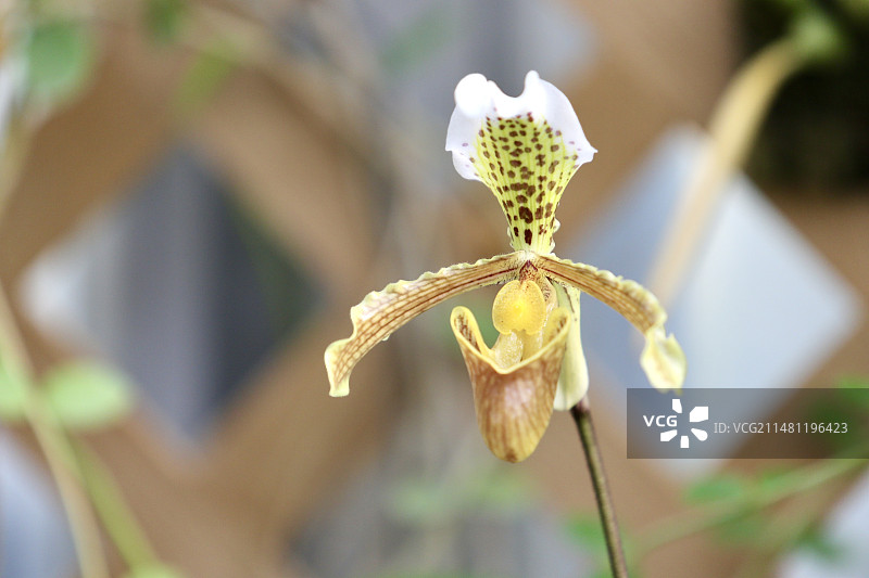 蝴蝶兰图片素材