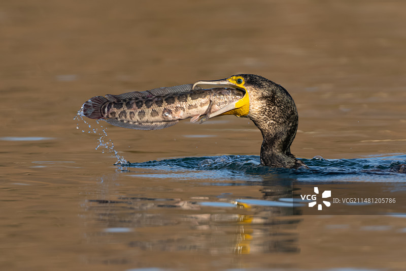 大收获图片素材