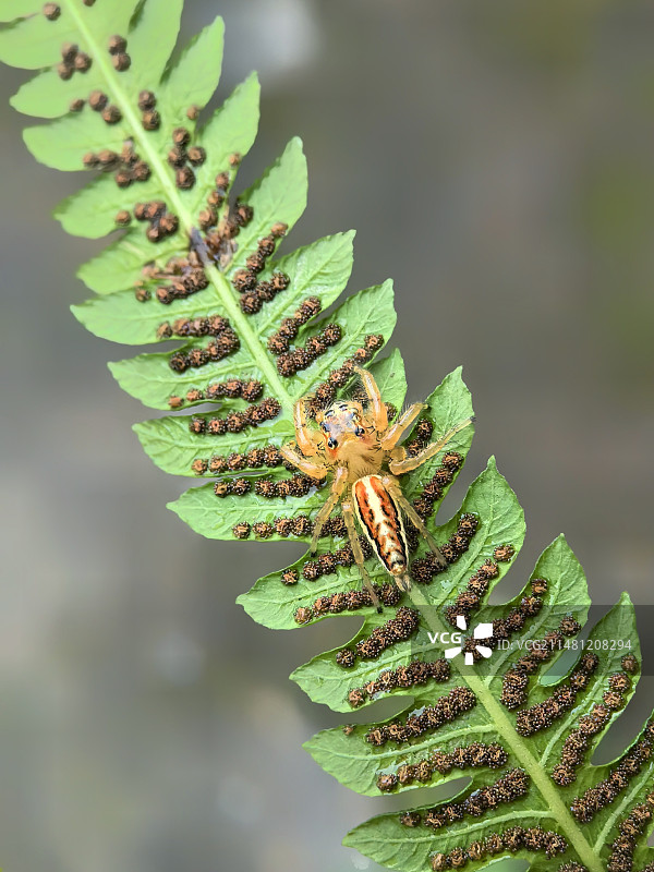 植物上昆虫特写镜头图片素材