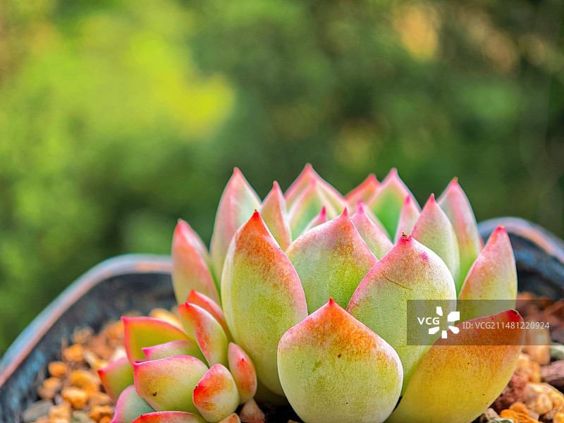 肉质植物特写图片素材