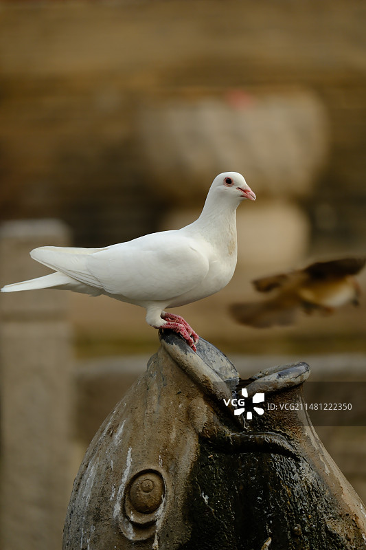 白鸽戏水图片素材