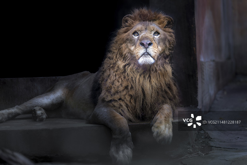 金毛狮王图片素材