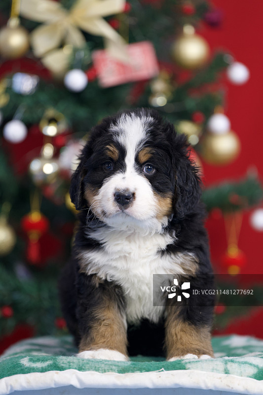 伯恩山 小狗图片素材