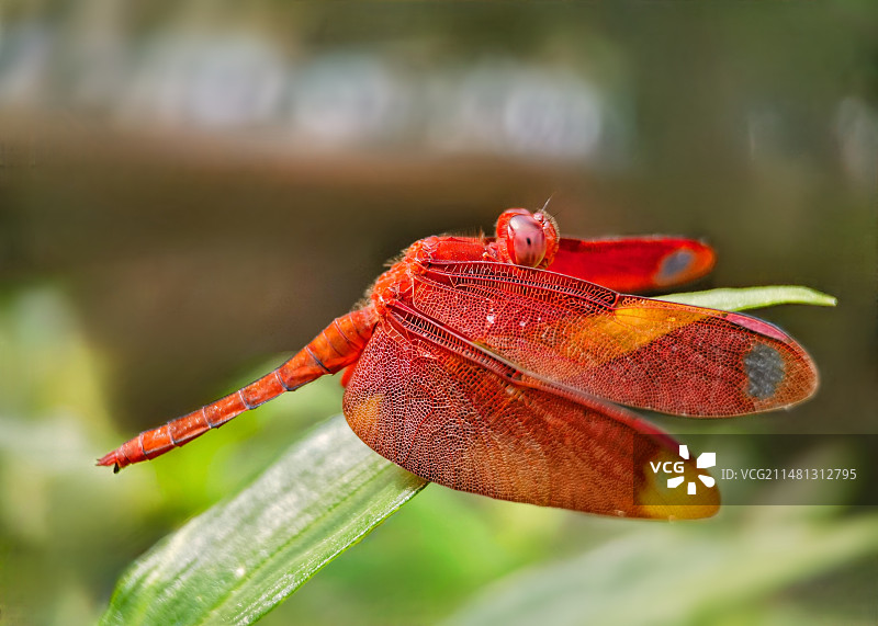 网翅蜻图片素材