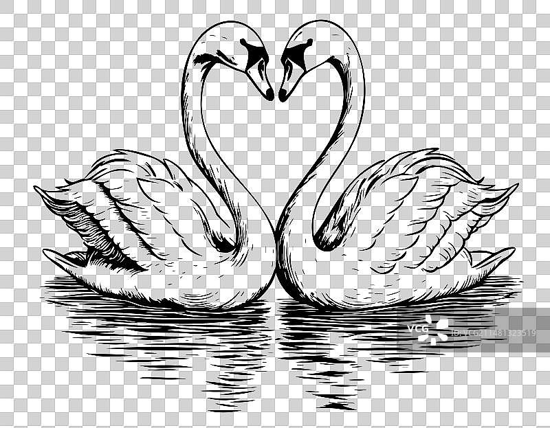 手绘池塘中游泳的一对天鹅图片素材